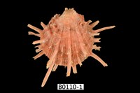 藏品(猩猩海菊蛤)的圖片